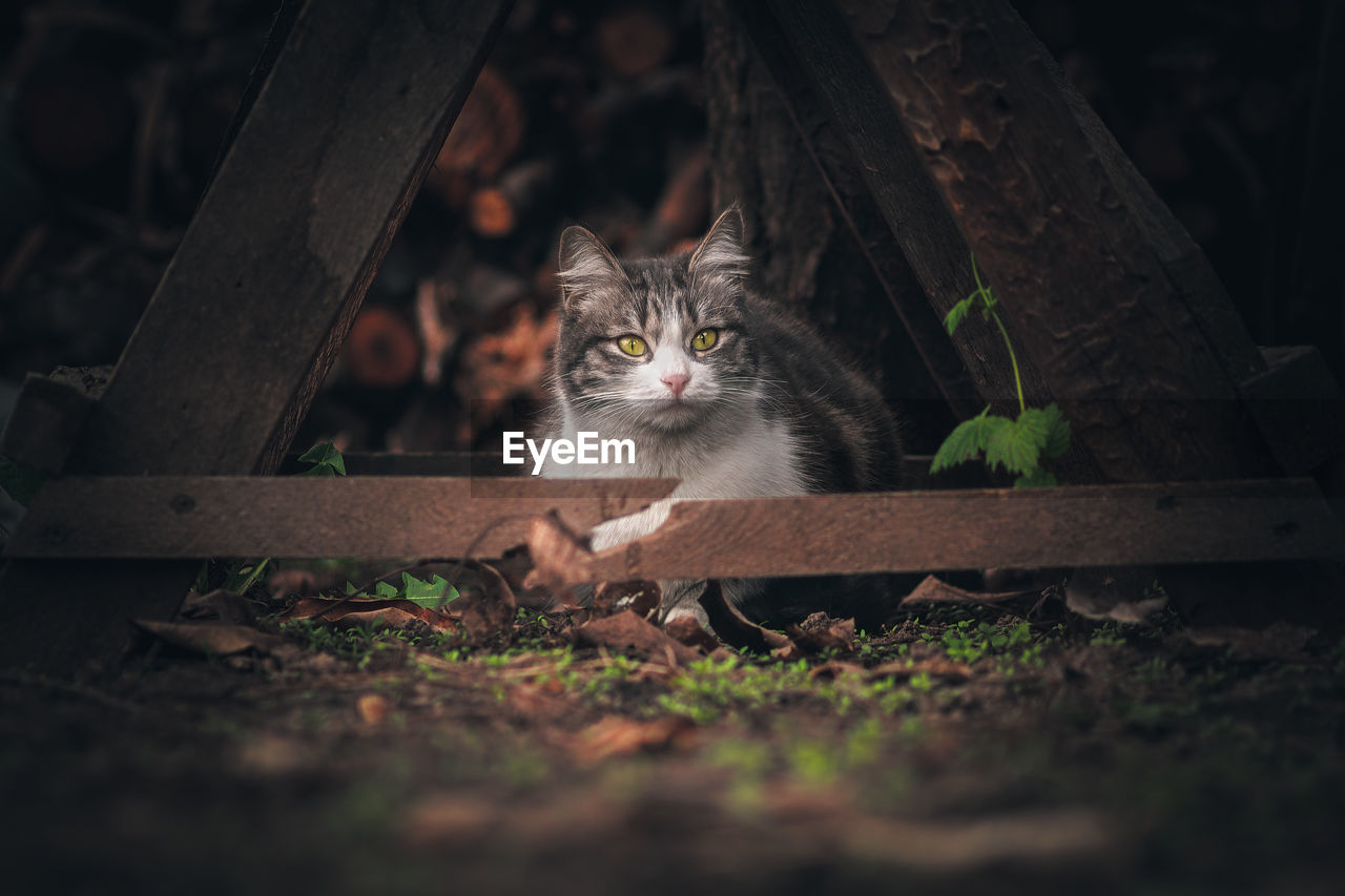 Portrait of cat seen through camera on land