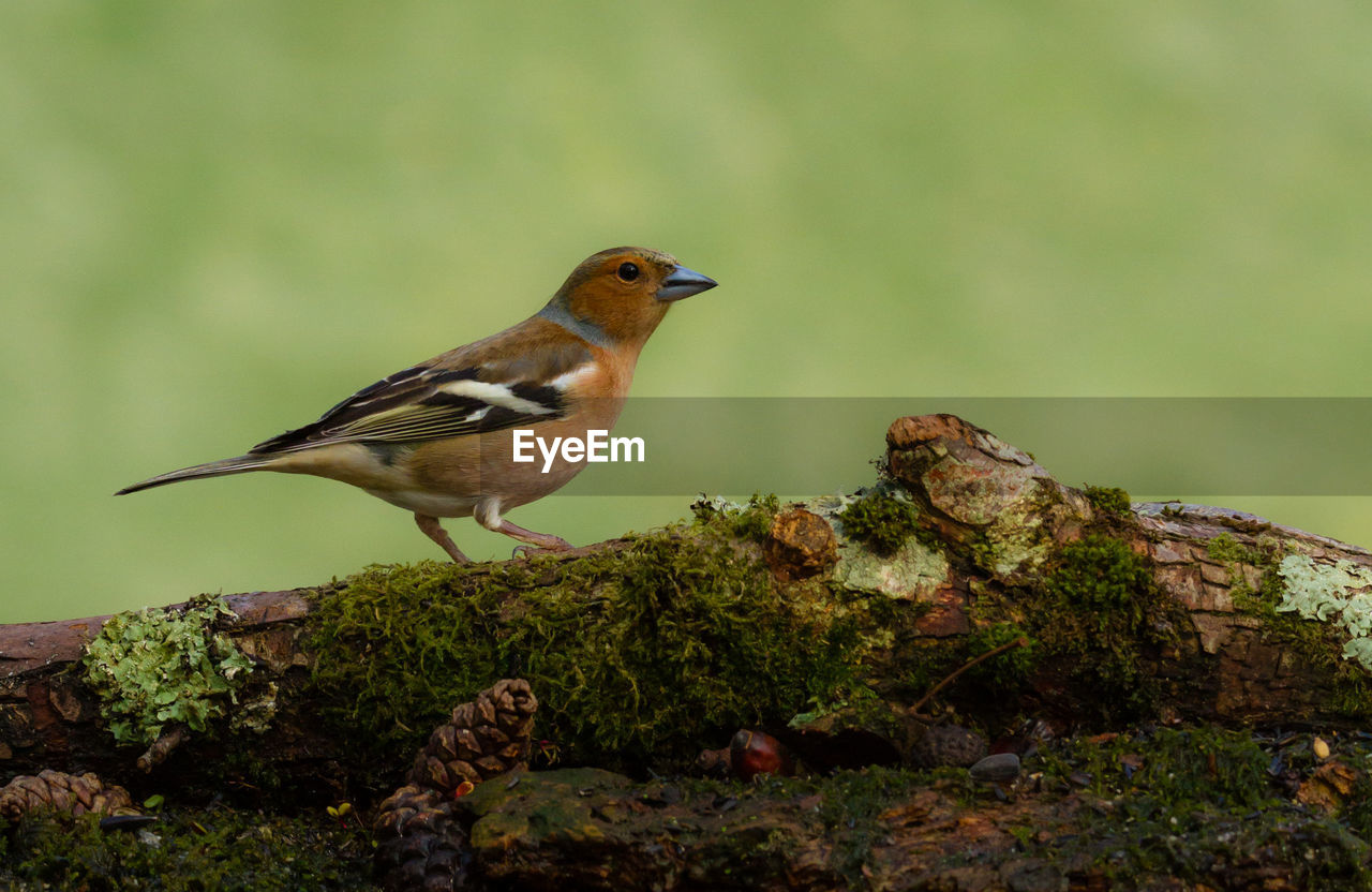 Close-up of bird perching on mossy wood