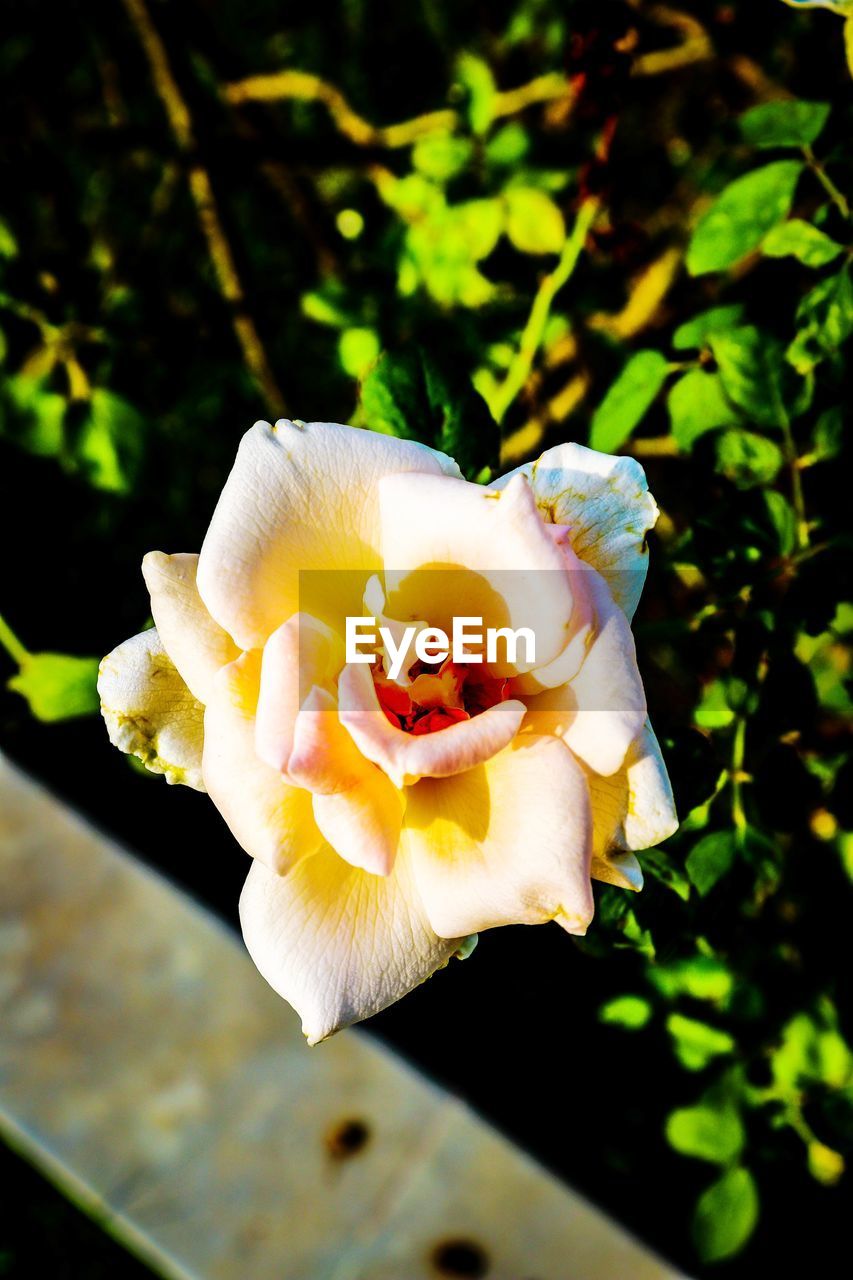 CLOSE-UP OF WHITE ROSE IN FLOWER
