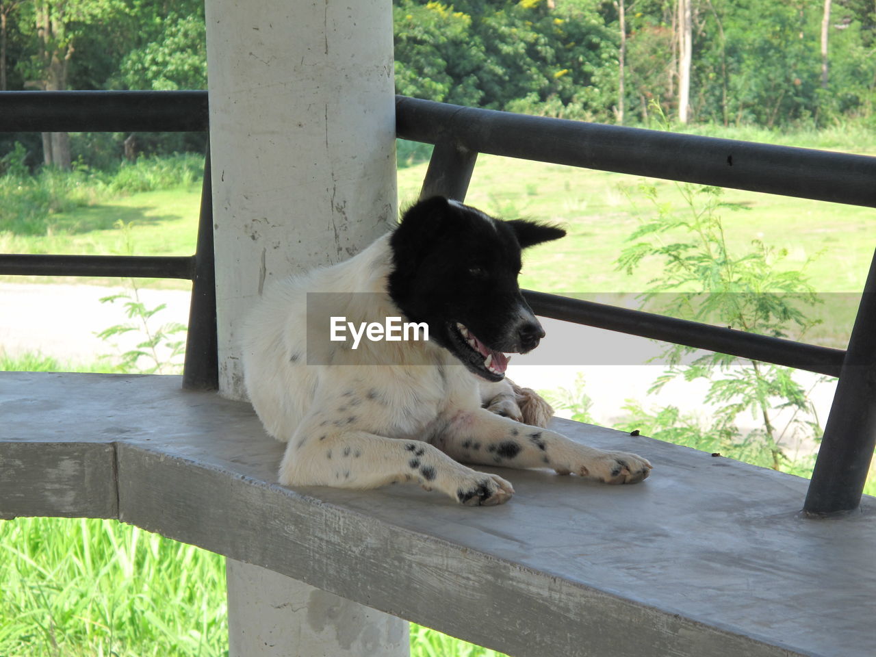 DOG SITTING ON WOOD