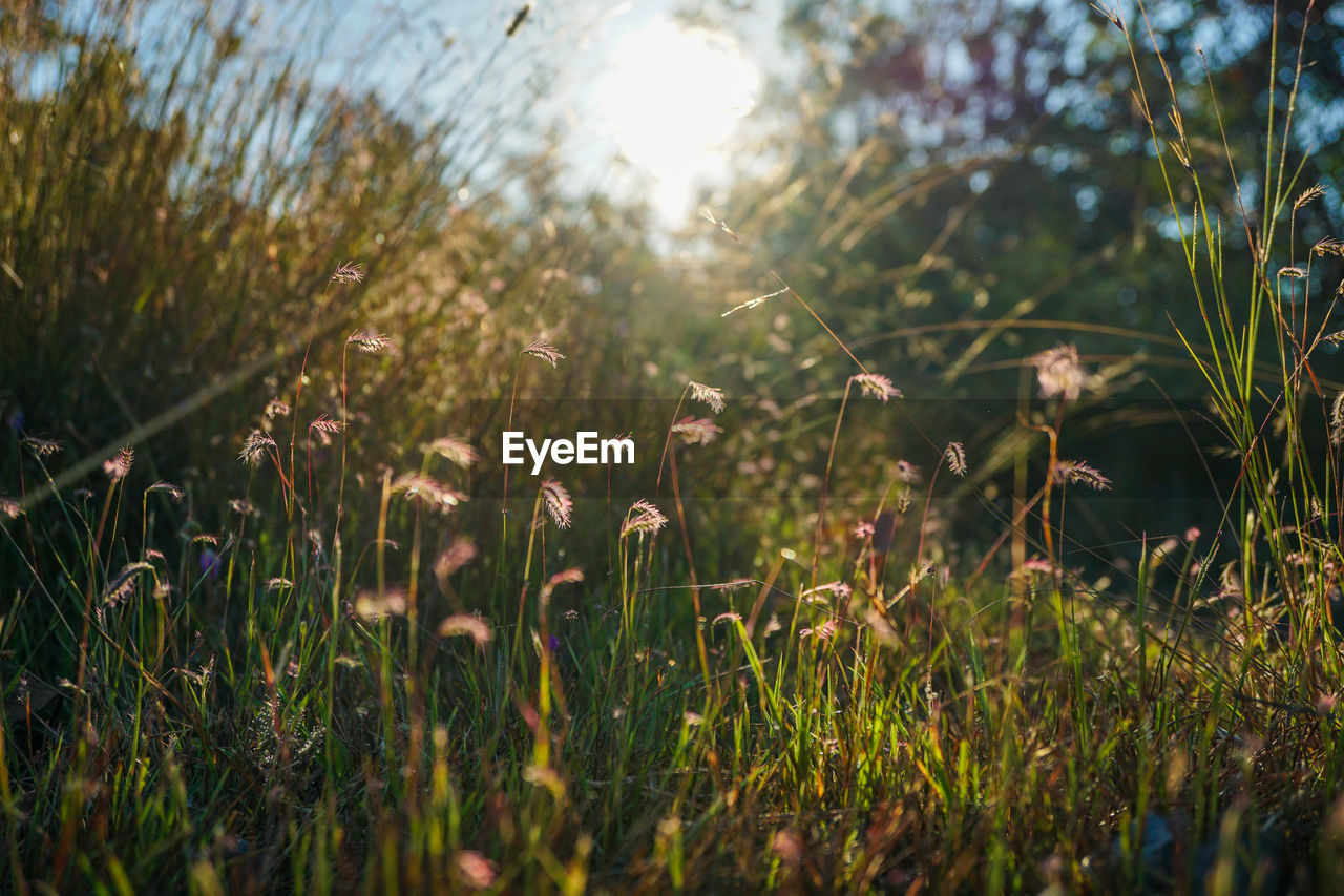 nature, plant, sunlight, grass, green, leaf, natural environment, beauty in nature, morning, flower, land, sky, growth, meadow, autumn, tranquility, light, field, sun, forest, environment, no people, lens flare, landscape, sunbeam, outdoors, tree, day, woodland, flowering plant, summer, back lit, tranquil scene, selective focus, non-urban scene, freshness, grassland, plain, rural area, prairie, lawn, focus on foreground, scenics - nature, sunny, springtime