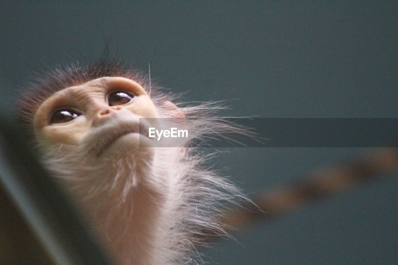 Close-up of monkey looking up