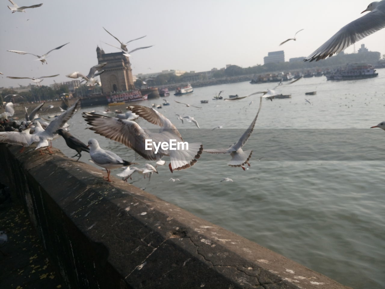 SEAGULLS FLYING OVER WATER