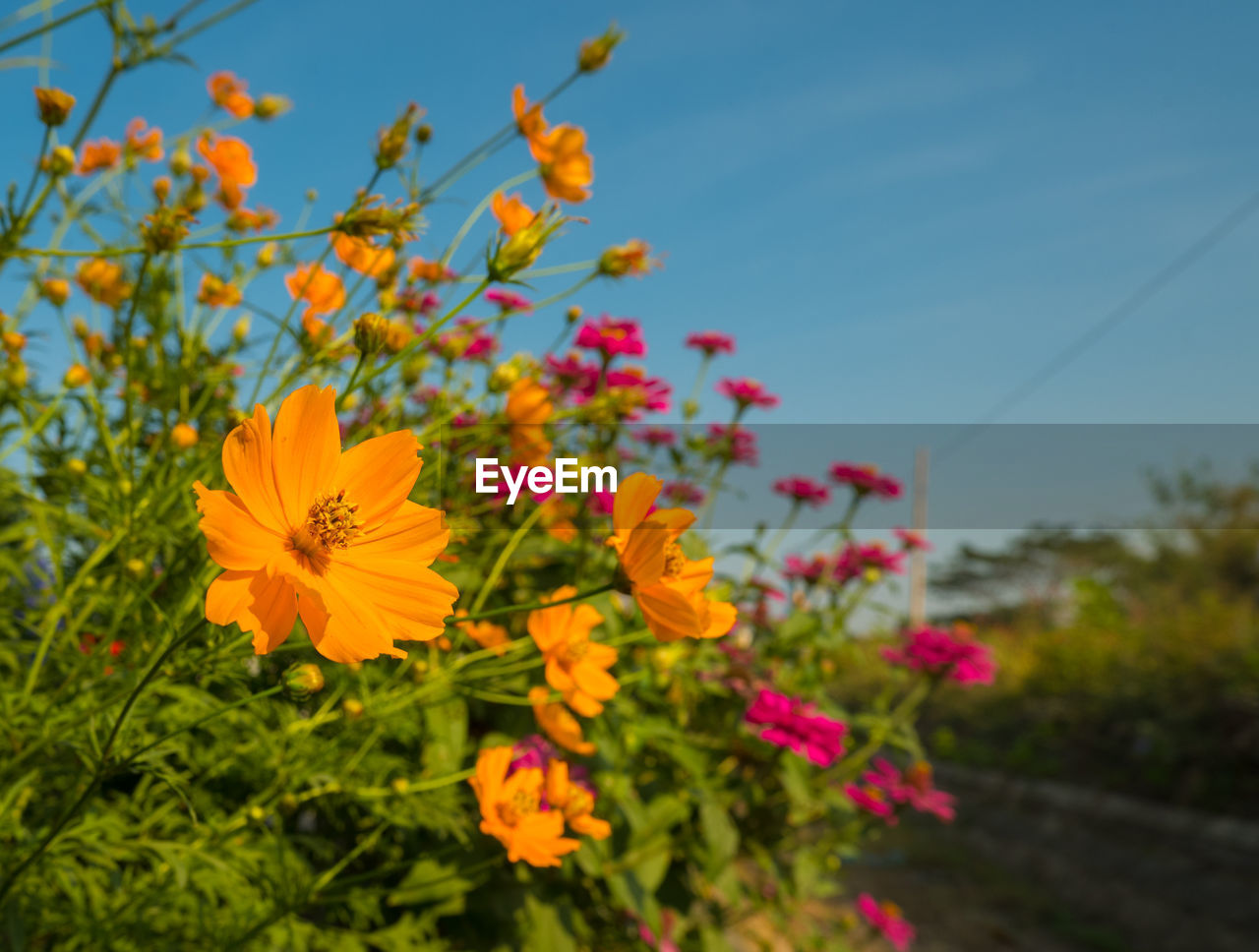 Close-up of yellow flowering plants against sky