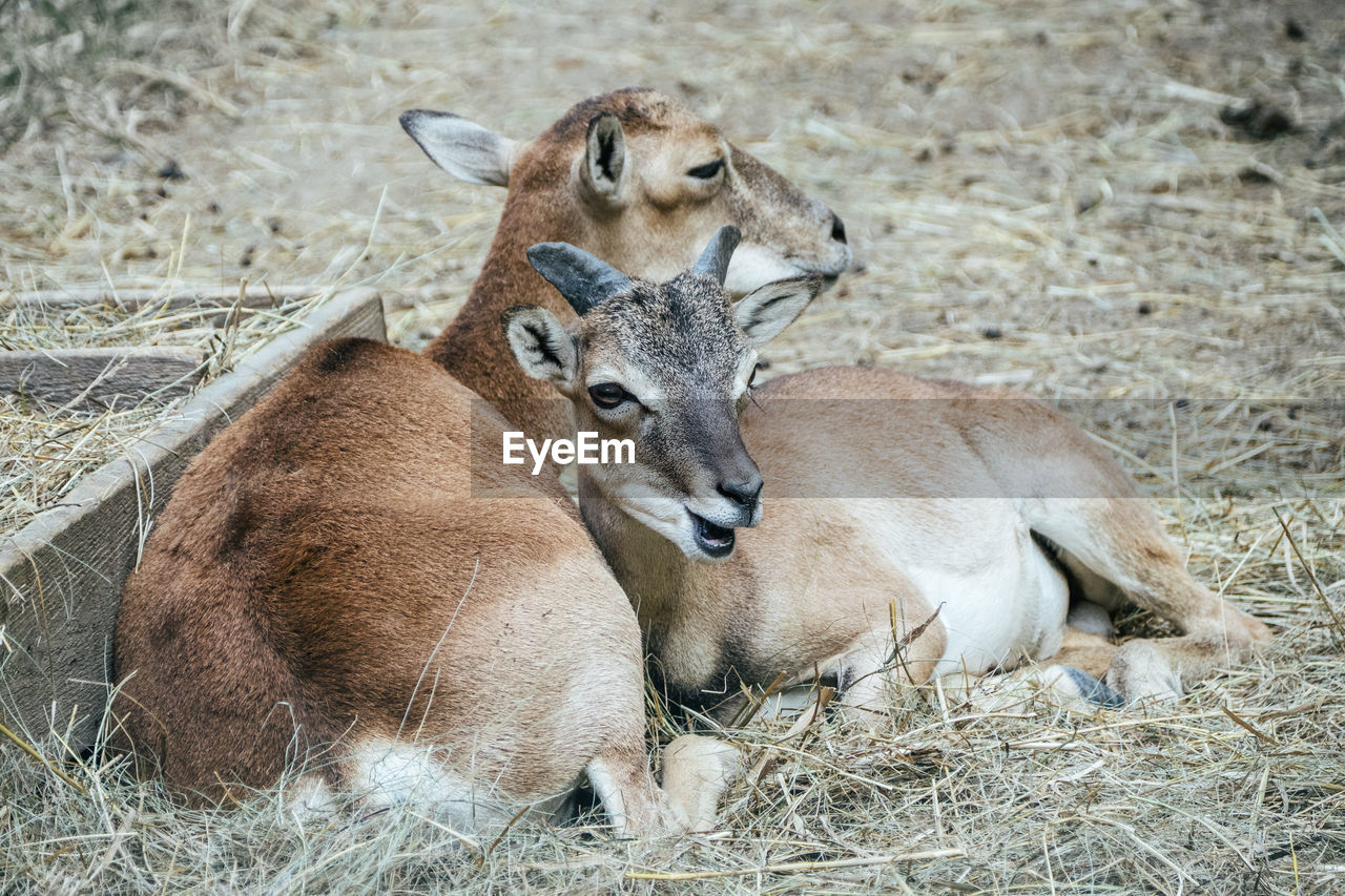 High angle view of goats lying on dry grass