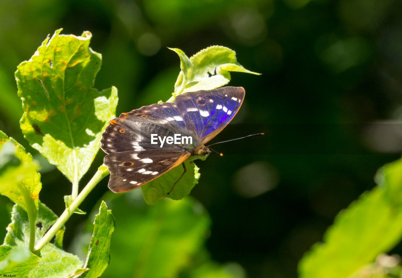 Close-up of butterfly on plant
