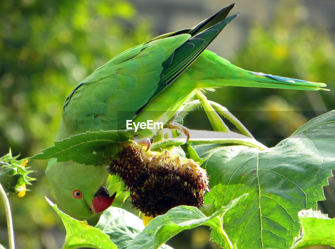 Close-up of parrot on branch