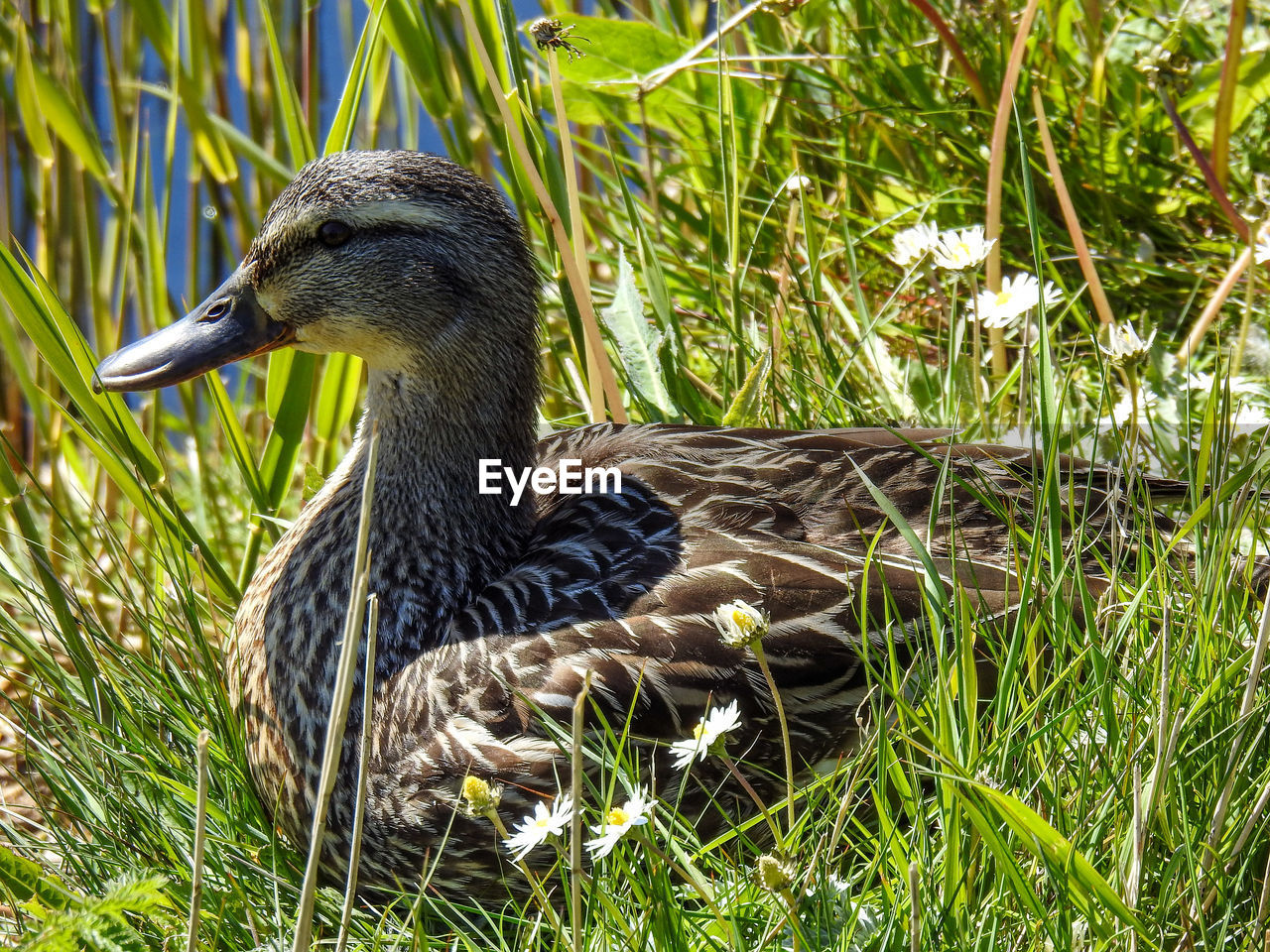 SIDE VIEW OF A BIRD ON LAND