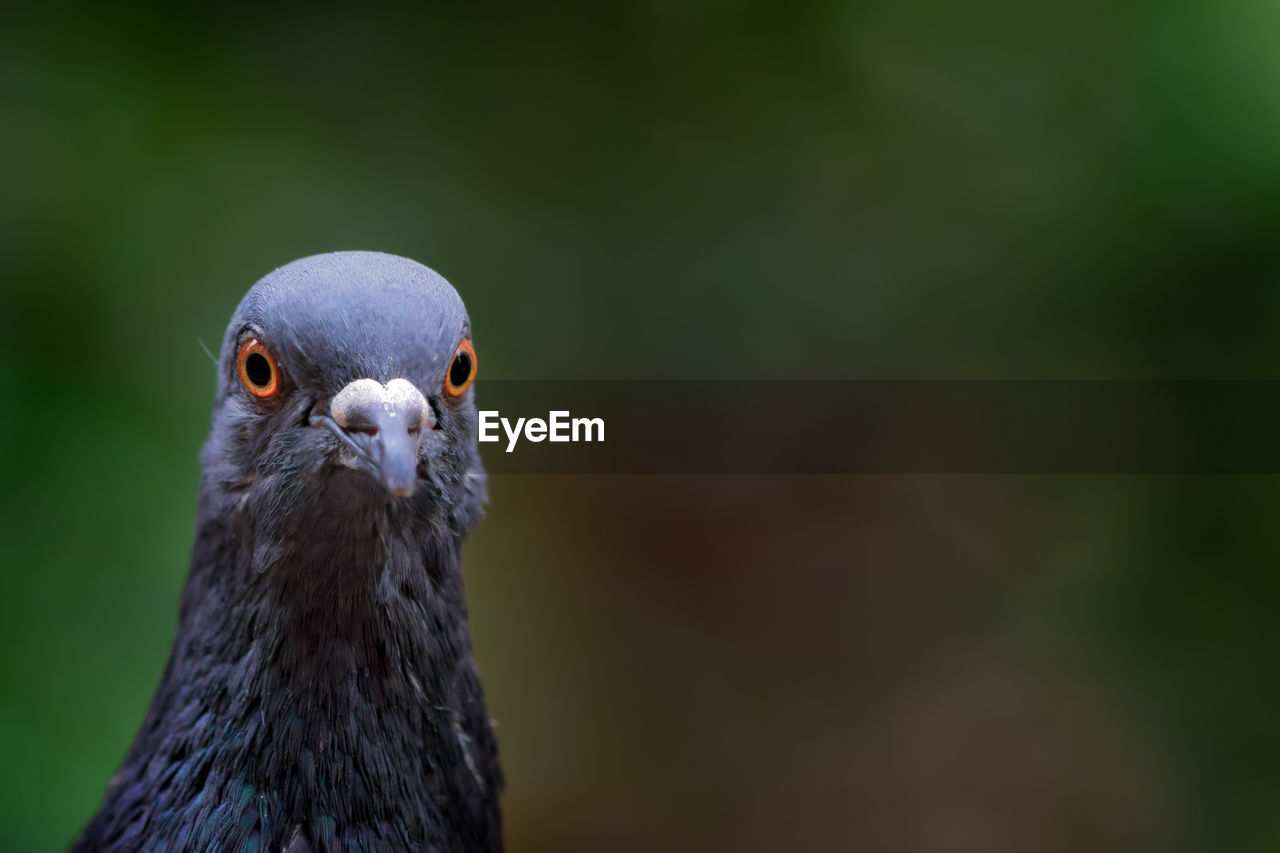 CLOSE-UP PORTRAIT OF HAWK