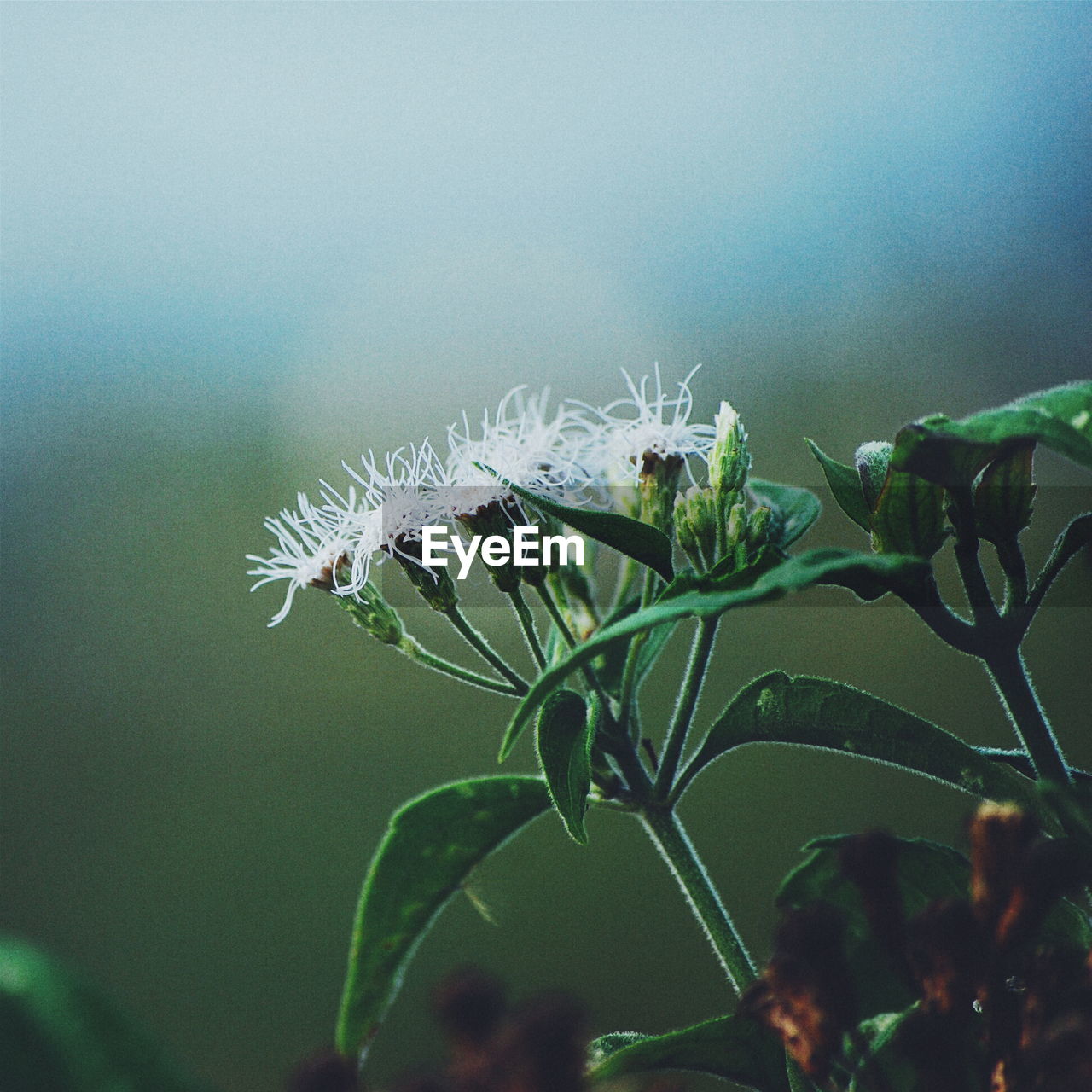 Close-up of plant against sky