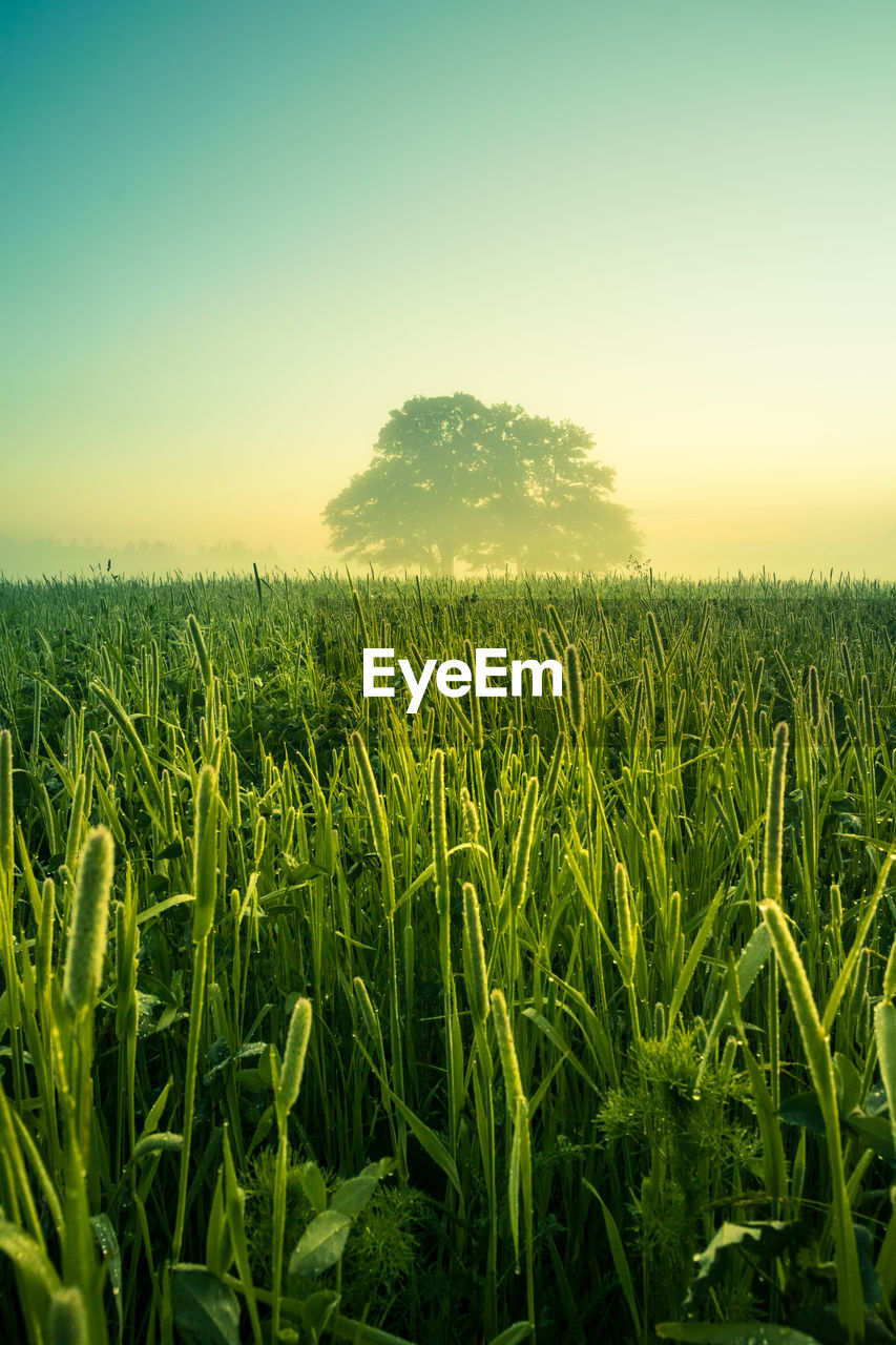 A beautiful oak tree in the distance through the mist in summer morning. summertime scenery