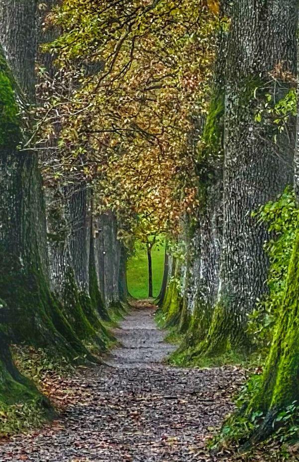 plant, the way forward, woodland, tree, green, leaf, nature, footpath, growth, no people, beauty in nature, autumn, day, sunlight, tranquility, forest, land, outdoors, garden, natural environment, road, plant part, tranquil scene, diminishing perspective, scenics - nature, flower, environment