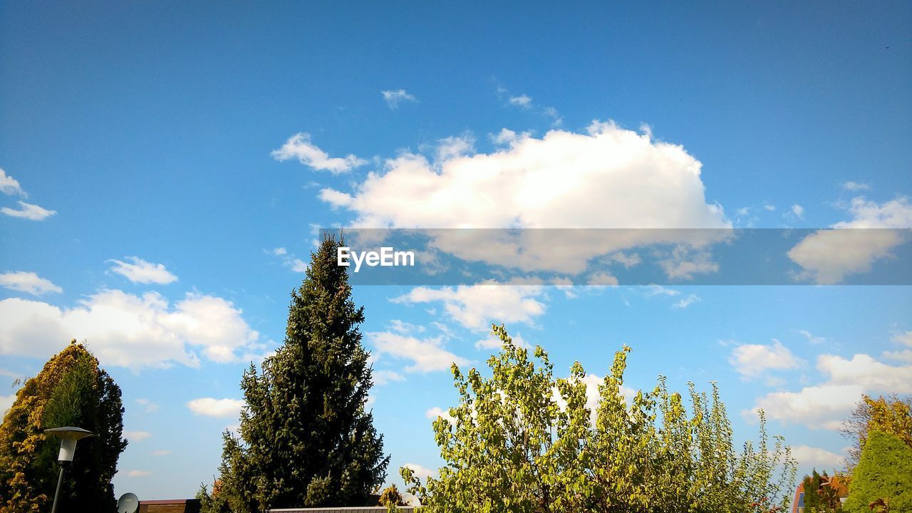 Low angle view of trees against sky
