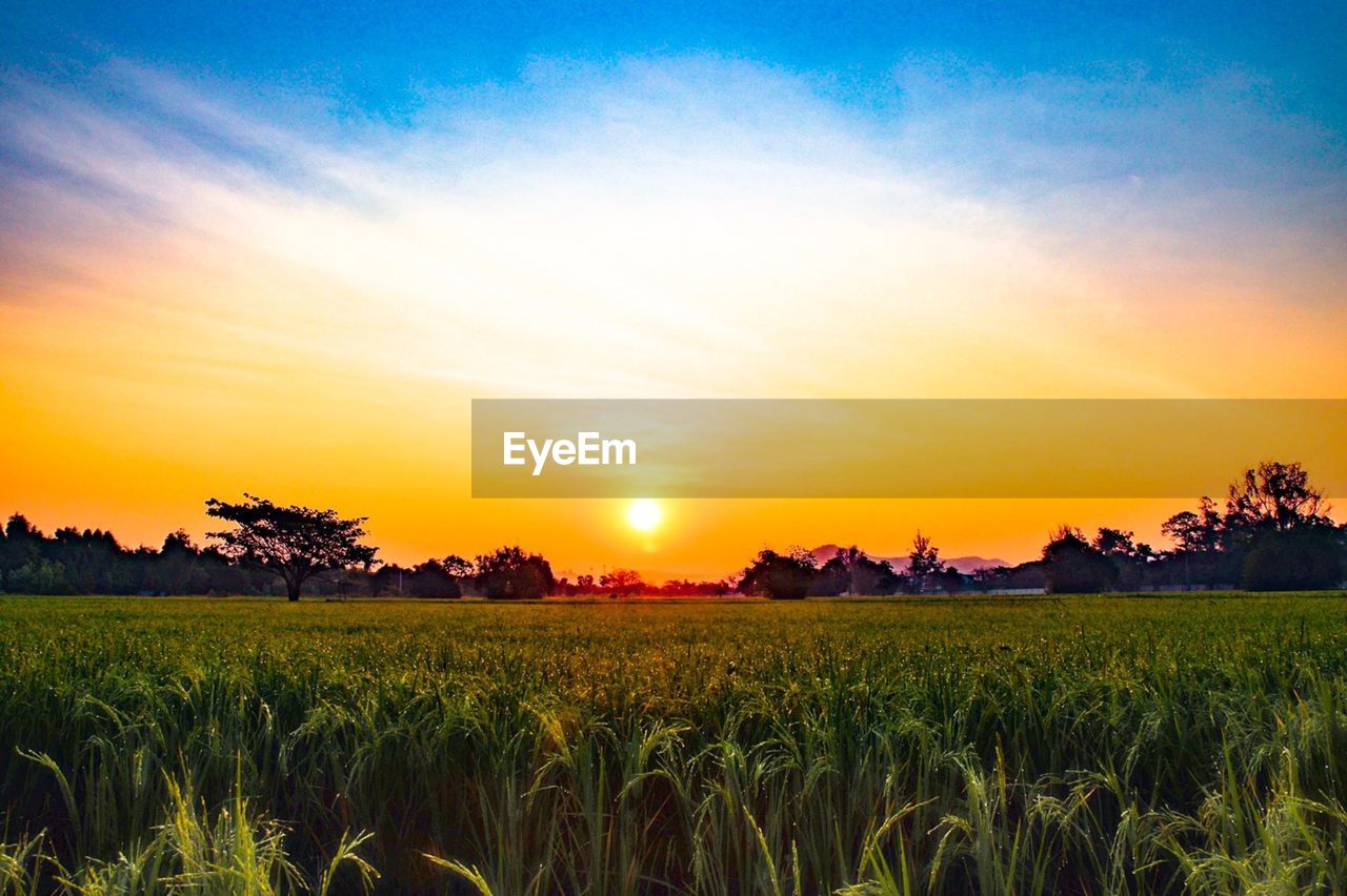 SCENIC VIEW OF FIELD AGAINST SKY DURING SUNSET