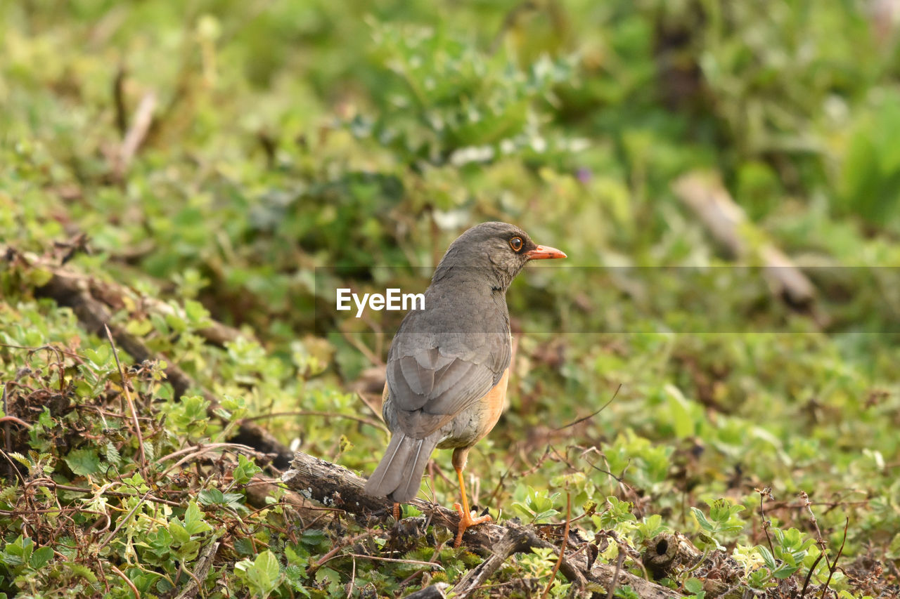 Thrush bird hunting on the ground in bale mountains in ethiopia