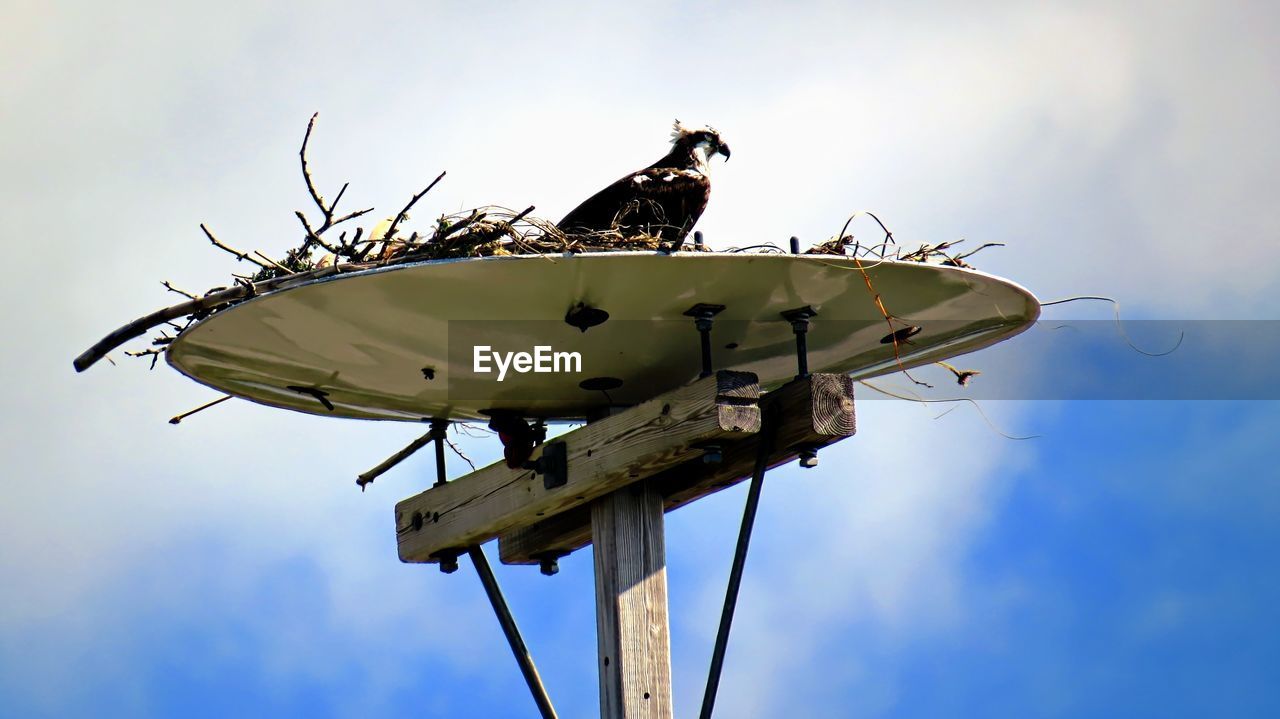 Osprey on man-made nest platform