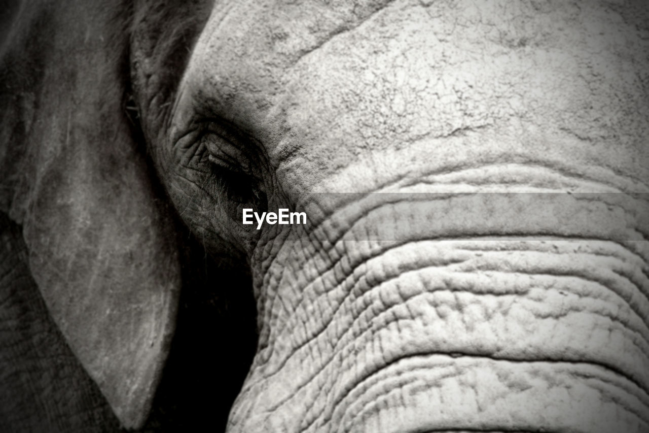 Close-up of elephant