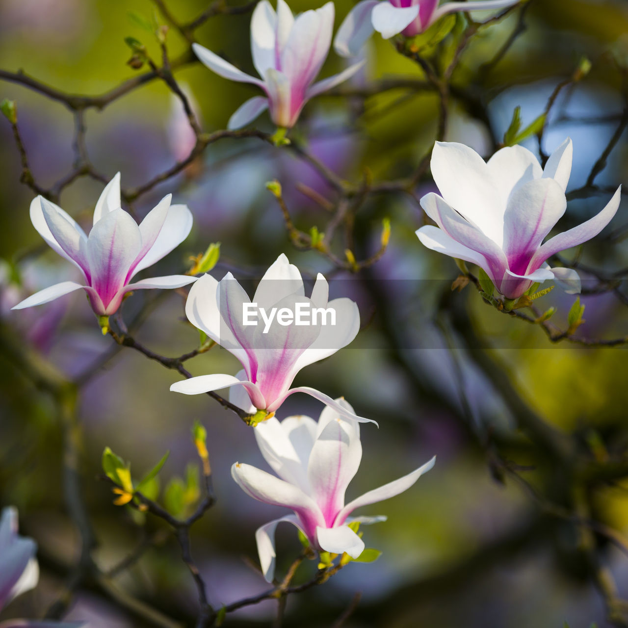 CLOSE-UP OF FLOWERING PLANT
