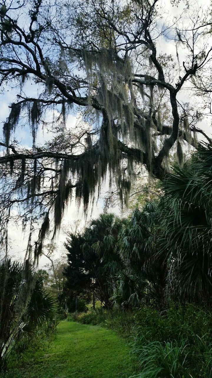 TREES GROWING IN PARK