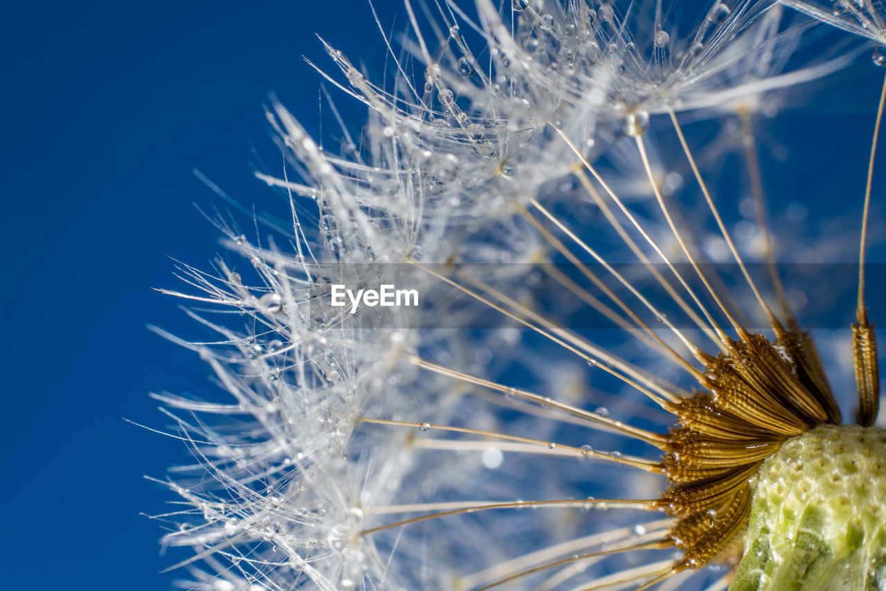 Close-up of dandelion against blue sky