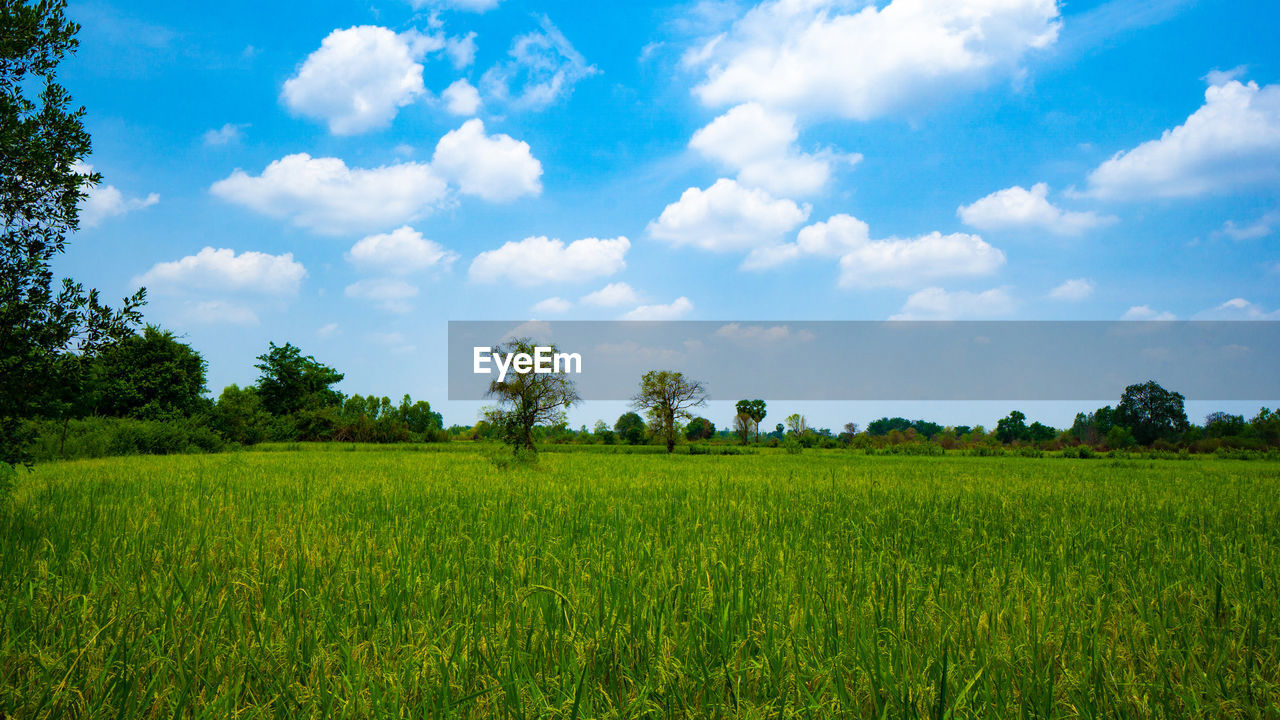 SCENIC VIEW OF FARMS AGAINST SKY