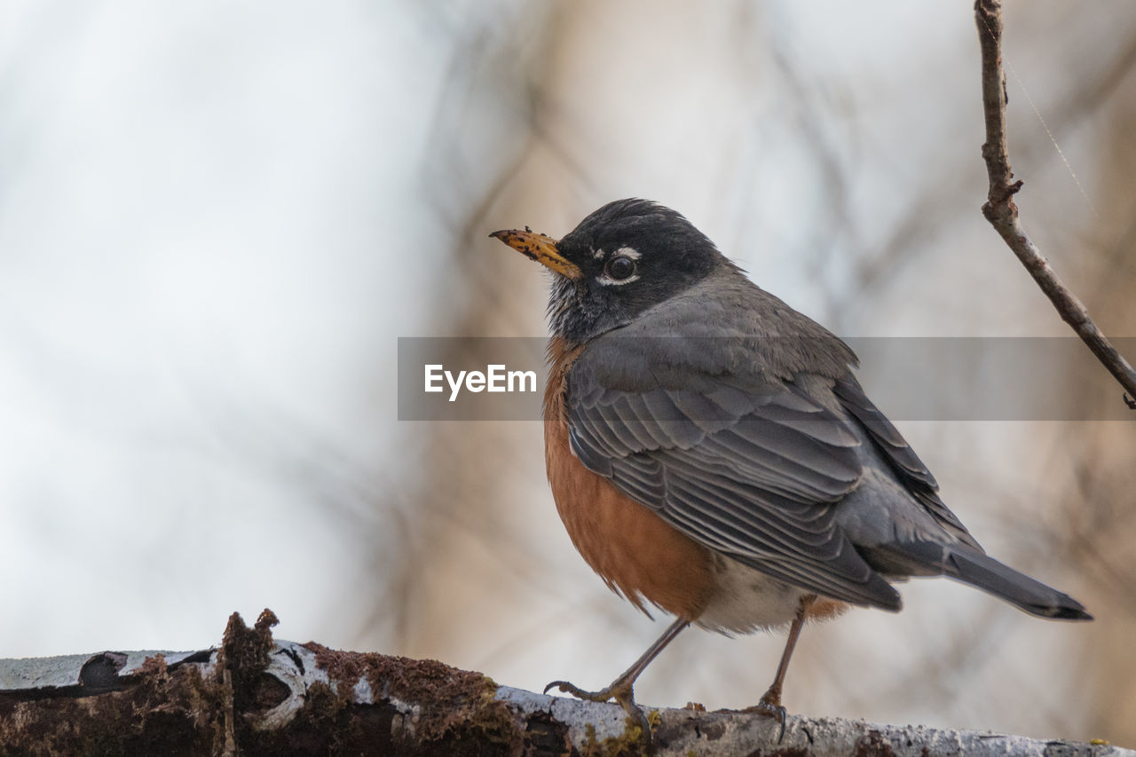 CLOSE-UP OF A BIRD PERCHING ON A ROCK