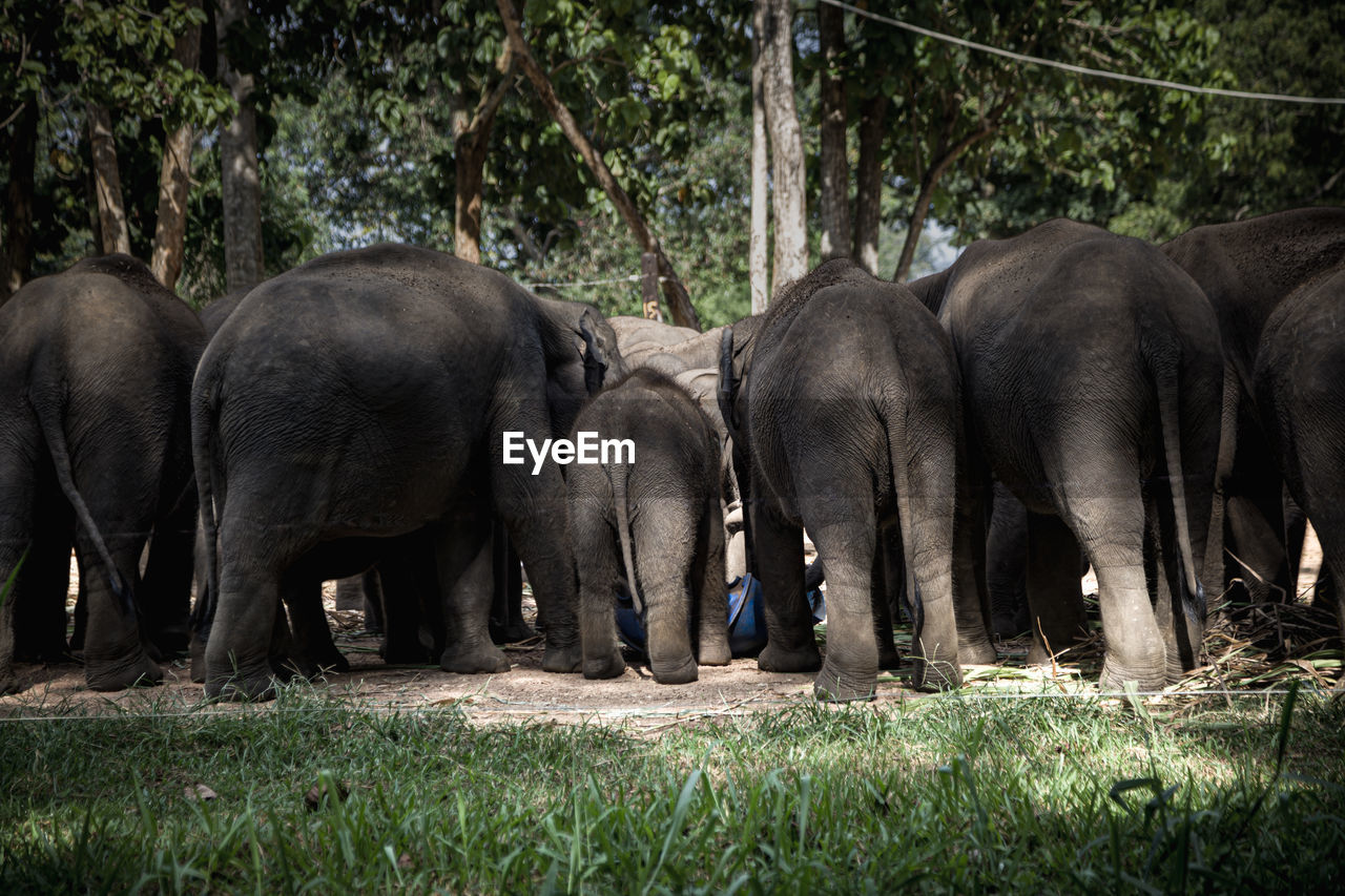 Elephants on field