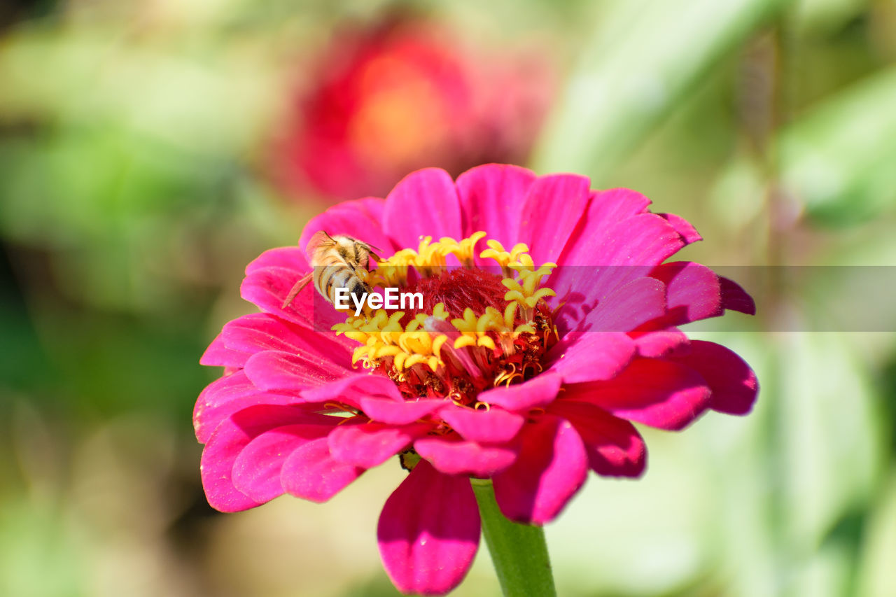 CLOSE-UP OF BEE POLLINATING ON PINK FLOWER