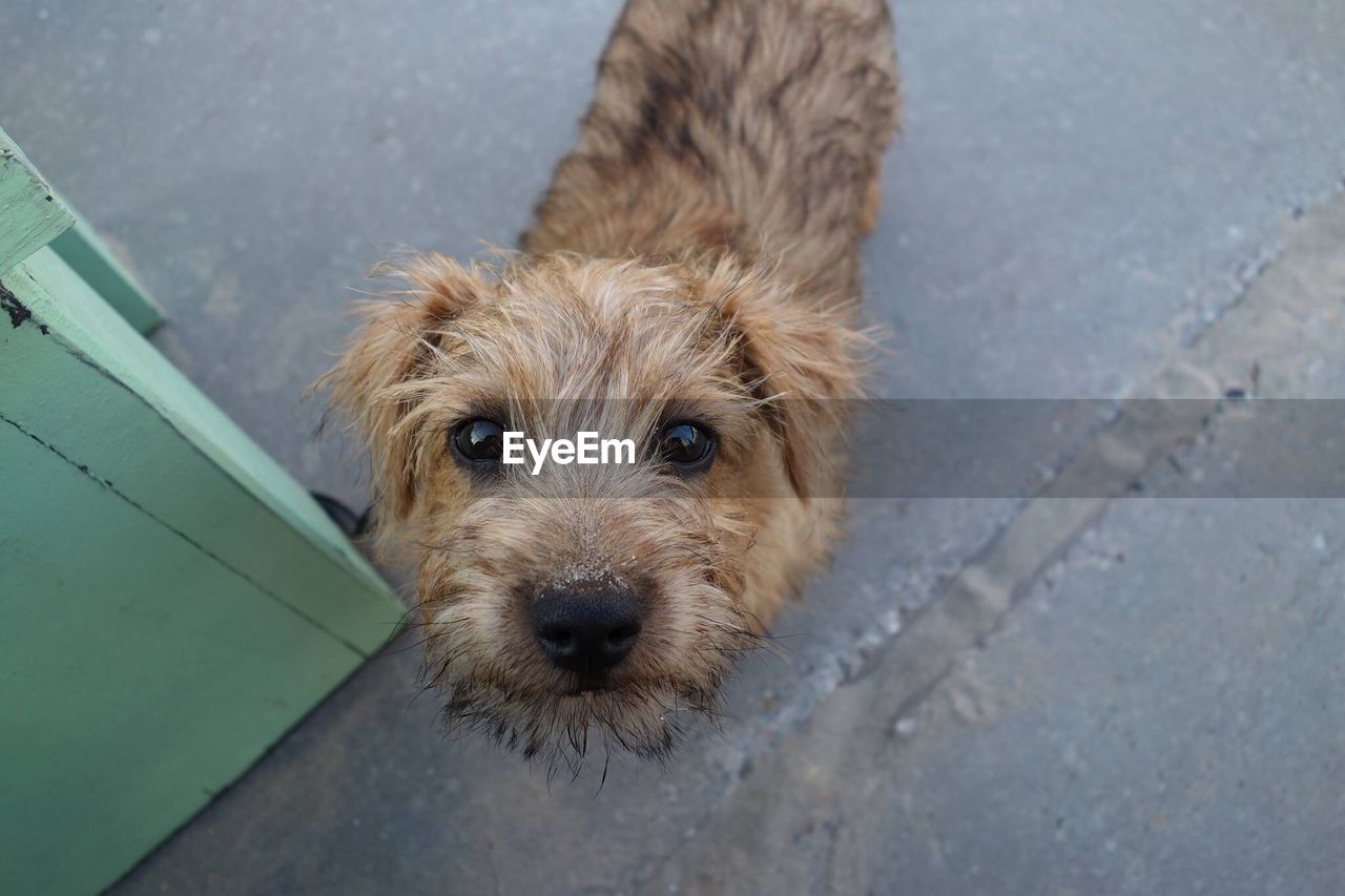 CLOSE-UP PORTRAIT OF CUTE DOG