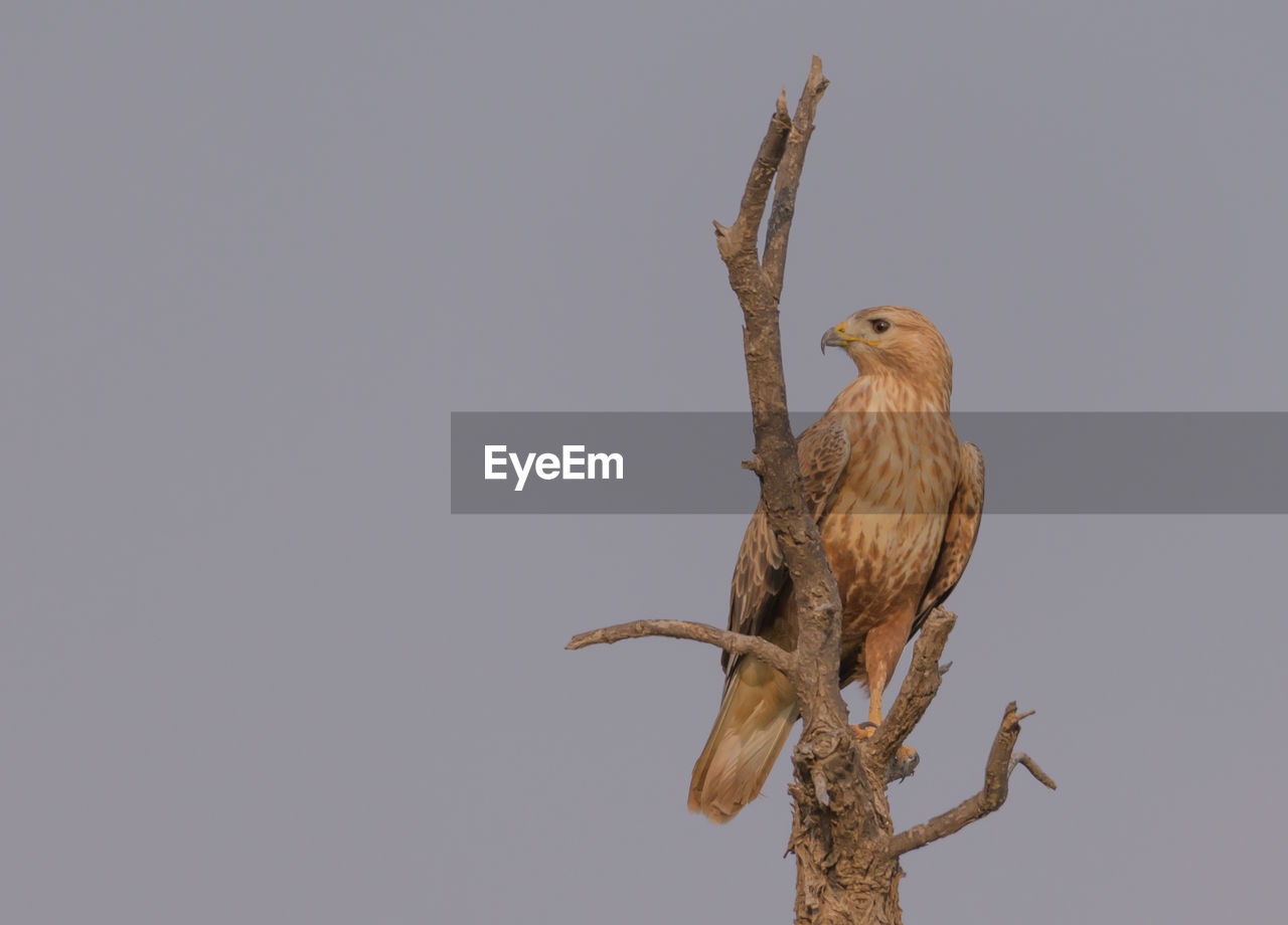 animal themes, animal, animal wildlife, bird, wildlife, perching, one animal, beak, bird of prey, no people, tree, branch, nature, copy space, sky, full length, outdoors, wing, clear sky, plant, falcon, low angle view