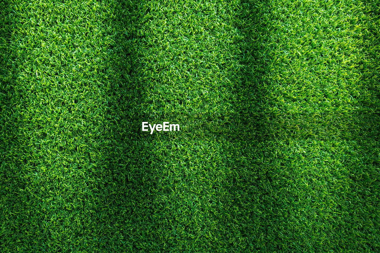 HIGH ANGLE VIEW OF TREE ON FIELD