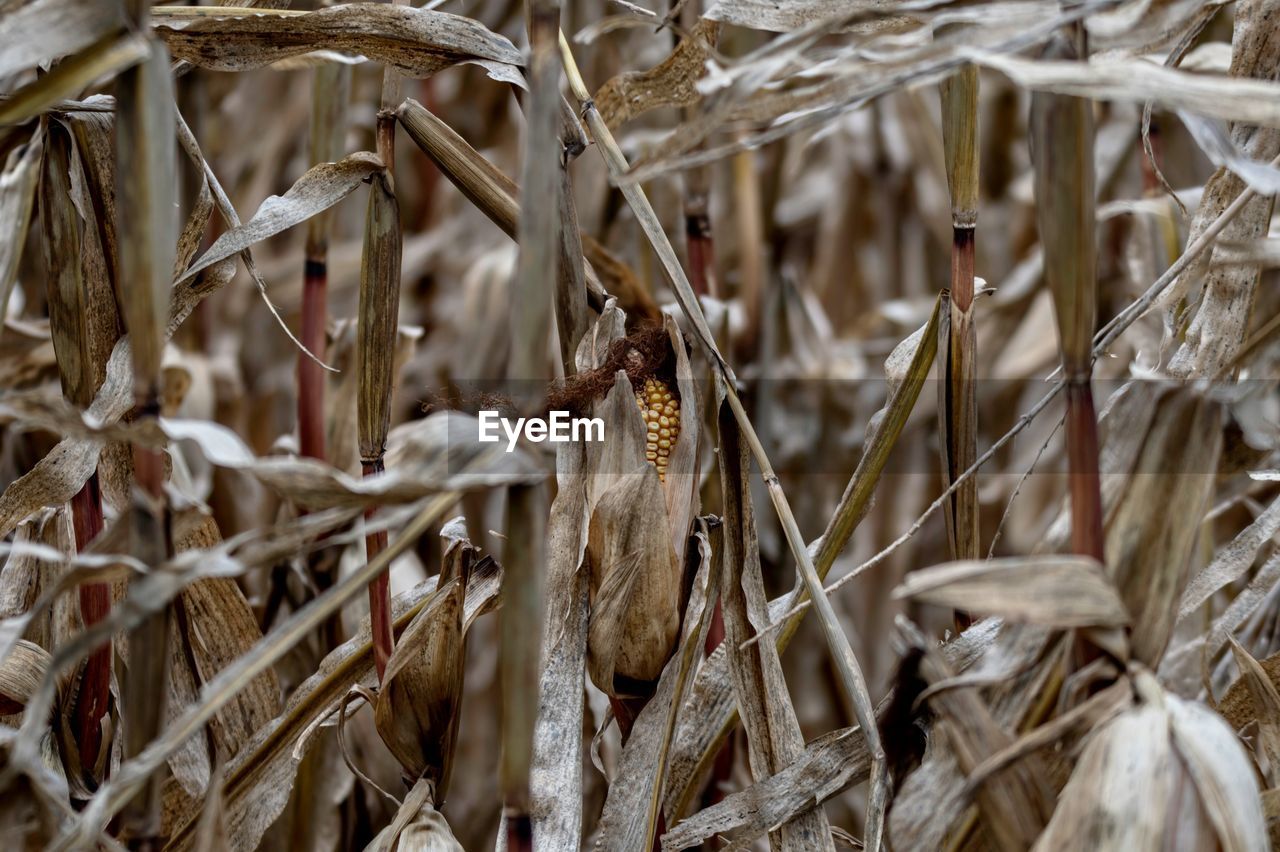 Unharvested corn in a field. 