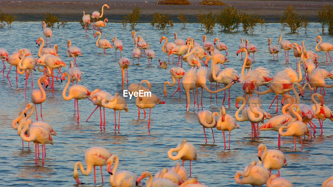 Dubai flamingos in the water