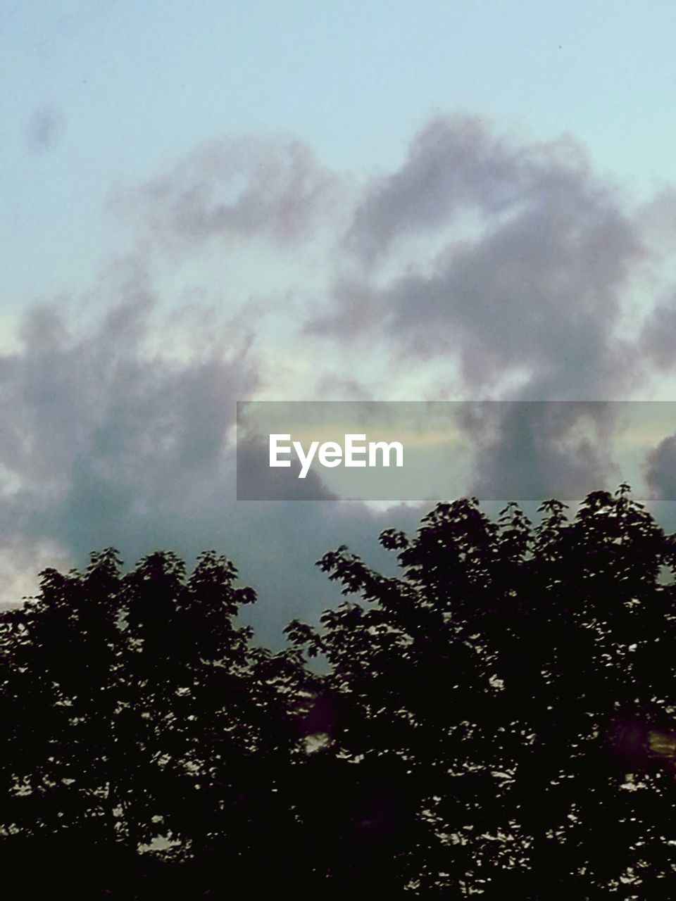 LOW ANGLE VIEW OF TREES AGAINST CLOUDY SKY