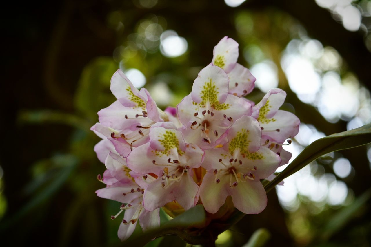 CLOSE-UP OF PINK FLOWERS