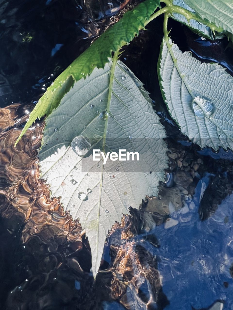 leaf, plant part, nature, tree, plant, day, water, no people, high angle view, close-up, outdoors, growth, beauty in nature, green, wet, leaf vein, tranquility, flower, leaves, frost, land, dry, autumn, sunlight