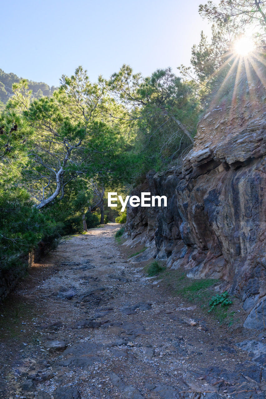 plant, tree, nature, sky, no people, beauty in nature, rock, land, environment, landscape, scenics - nature, tranquility, sunlight, day, non-urban scene, outdoors, forest, footpath, the way forward, tranquil scene, trail, travel, clear sky, road, travel destinations, wilderness, growth