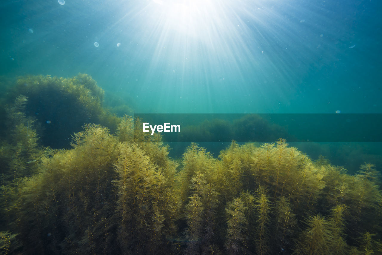 Sunlight shining down on a forest of seaweed