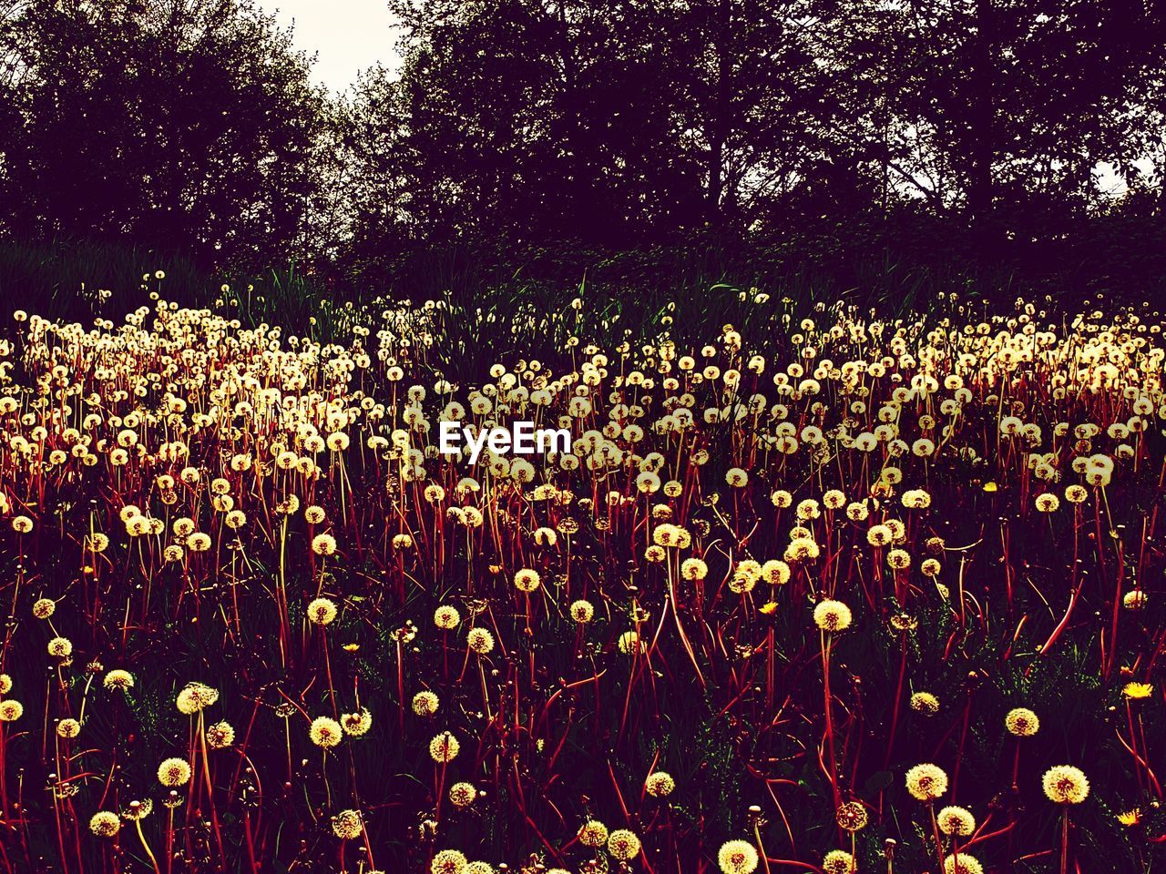 plant, growth, flower, nature, beauty in nature, flowering plant, no people, field, freshness, tree, land, day, sunlight, outdoors, fragility, tranquility, sky, abundance, leaf, close-up, backgrounds