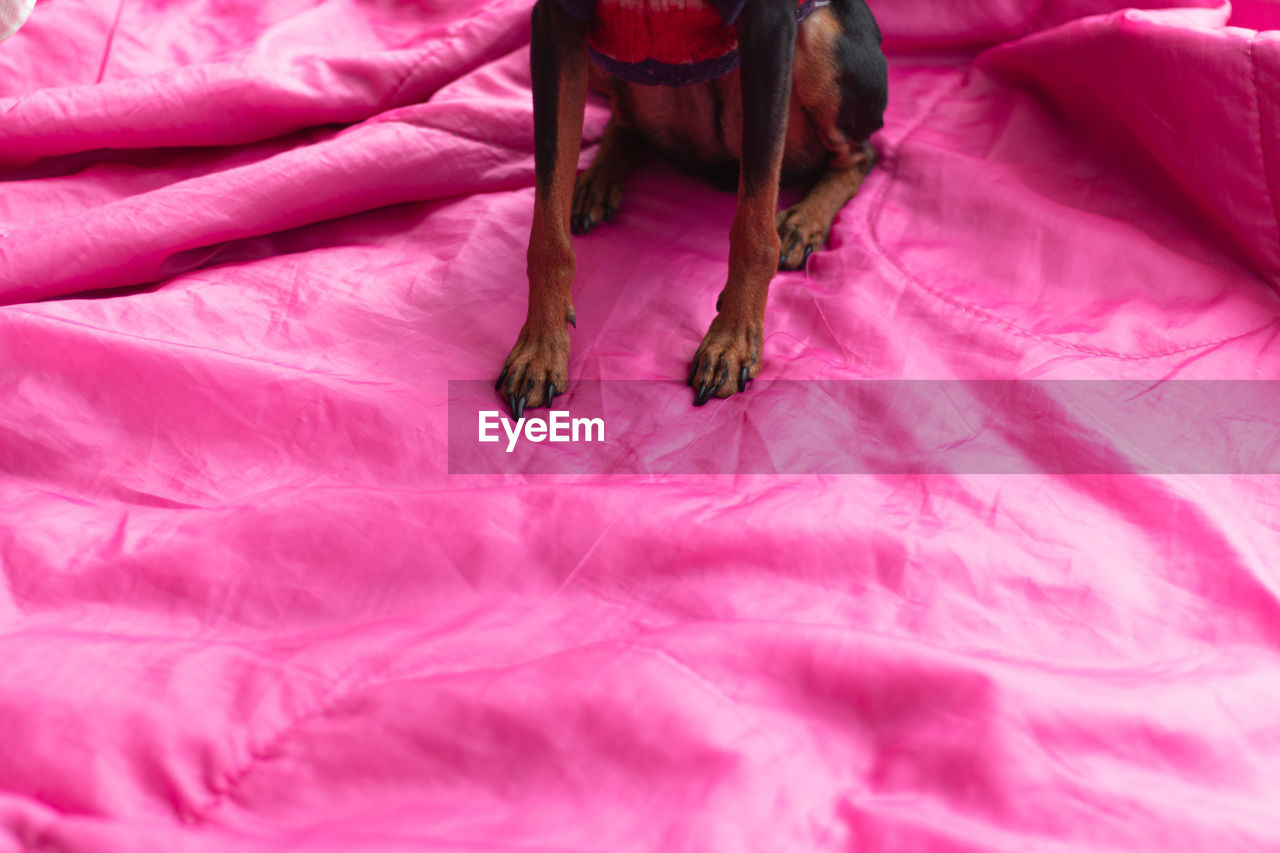 Color redefining pink /exceptional normalcy of dog
