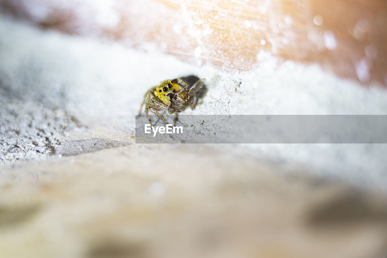 Small black, brown, and white jumping spider, salticidae, eating a housefly. macro photo