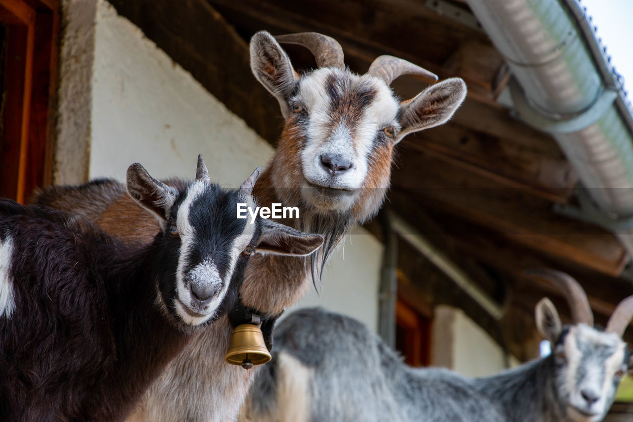 Close-up portrait of goat