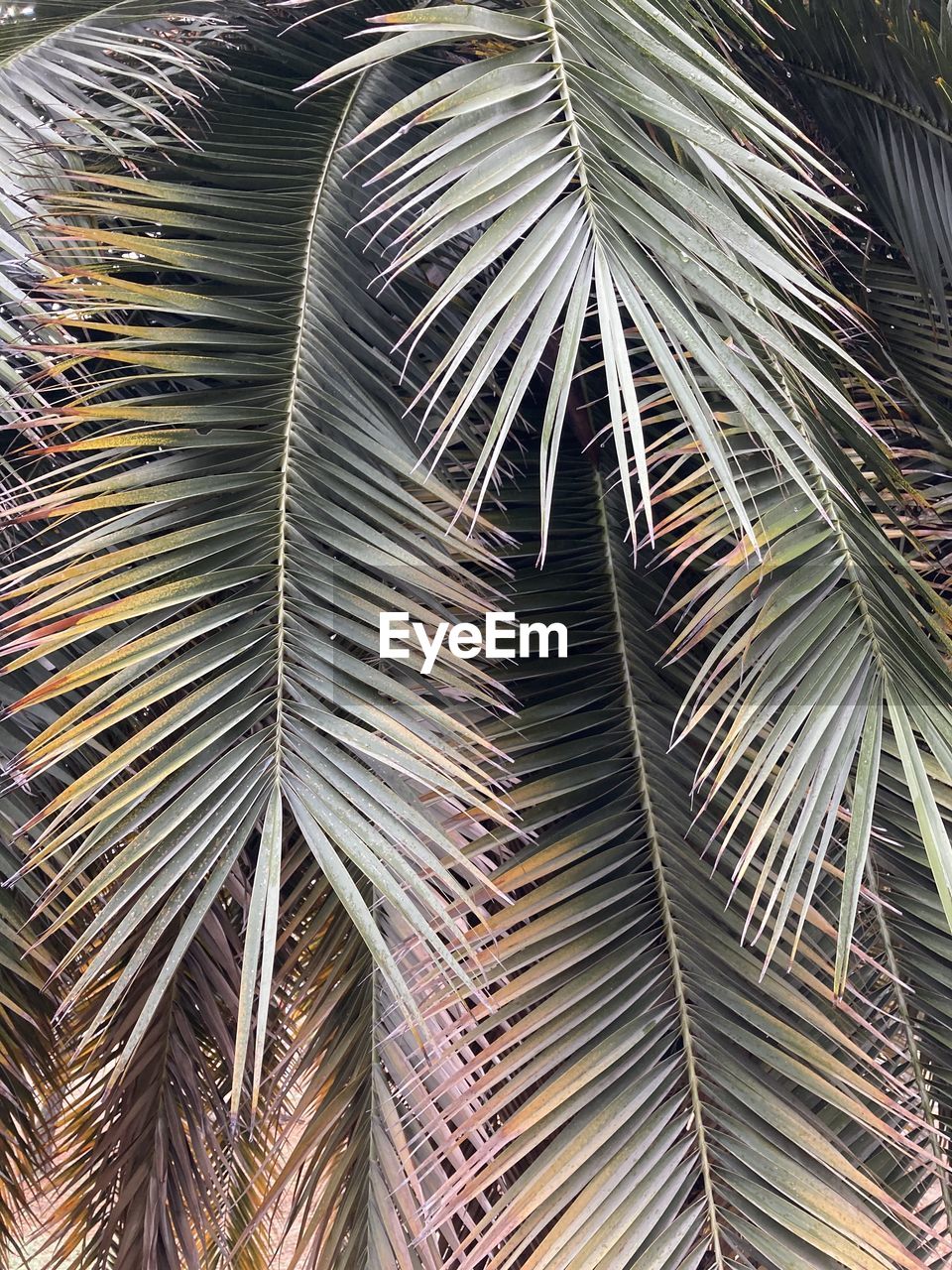 FULL FRAME SHOT OF PALM LEAVES WITH TREES