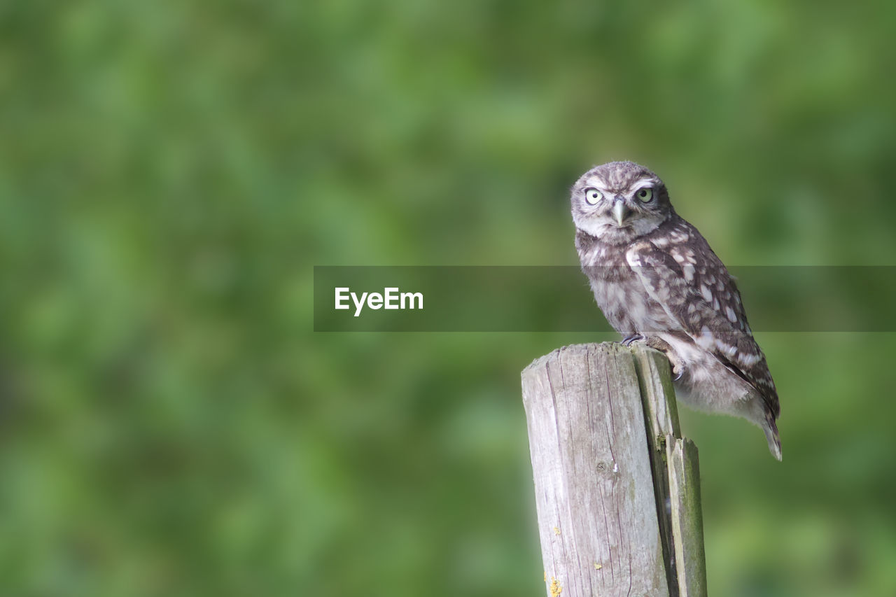 Close-up of little owl perching on wooden post