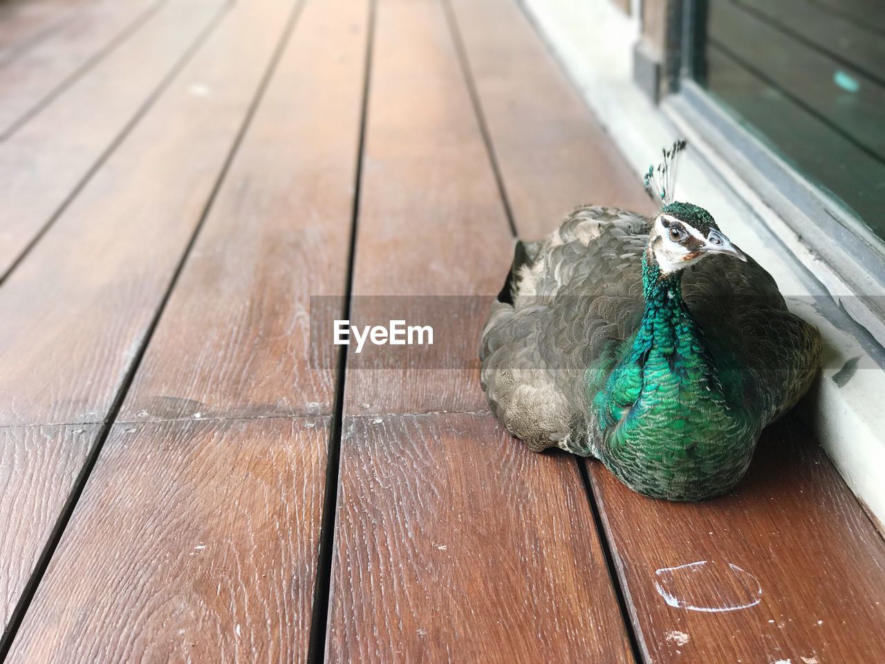 CLOSE-UP OF BIRD ON WOOD