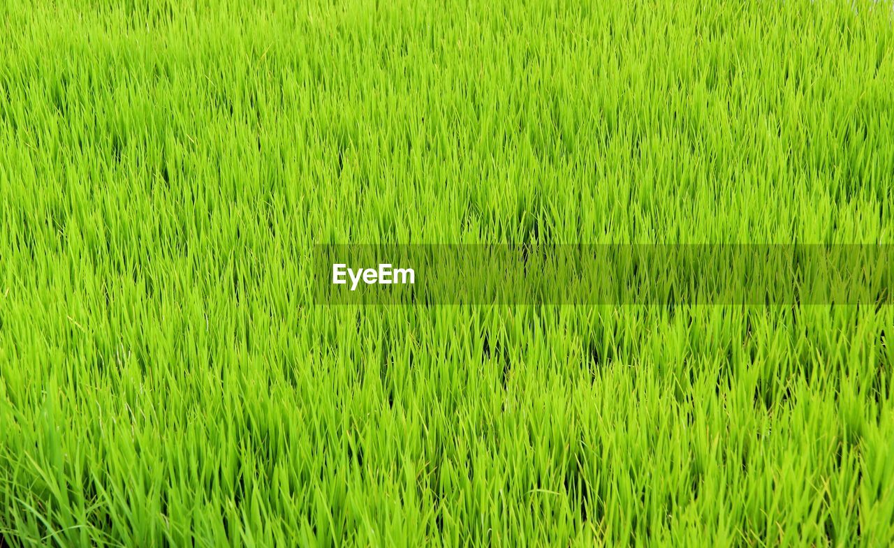 green, plant, field, growth, land, grass, full frame, nature, backgrounds, agriculture, grassland, wheatgrass, rural scene, paddy field, landscape, beauty in nature, no people, crop, farm, day, lawn, cereal plant, outdoors, tranquility, environment, rice, freshness, lush foliage, rice paddy, foliage, high angle view, scenics - nature, meadow
