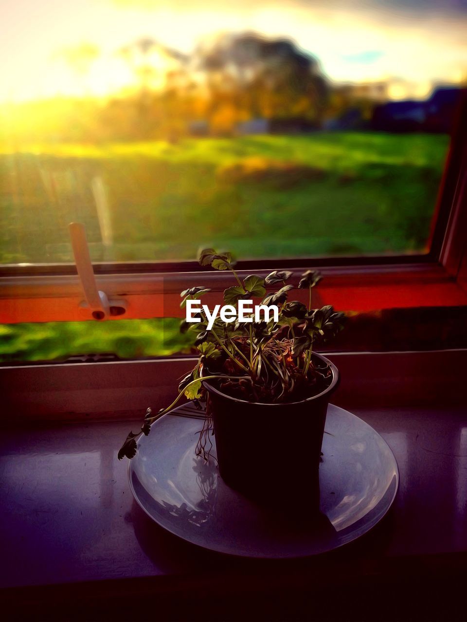 CLOSE-UP OF POTTED PLANT ON GLASS WINDOW