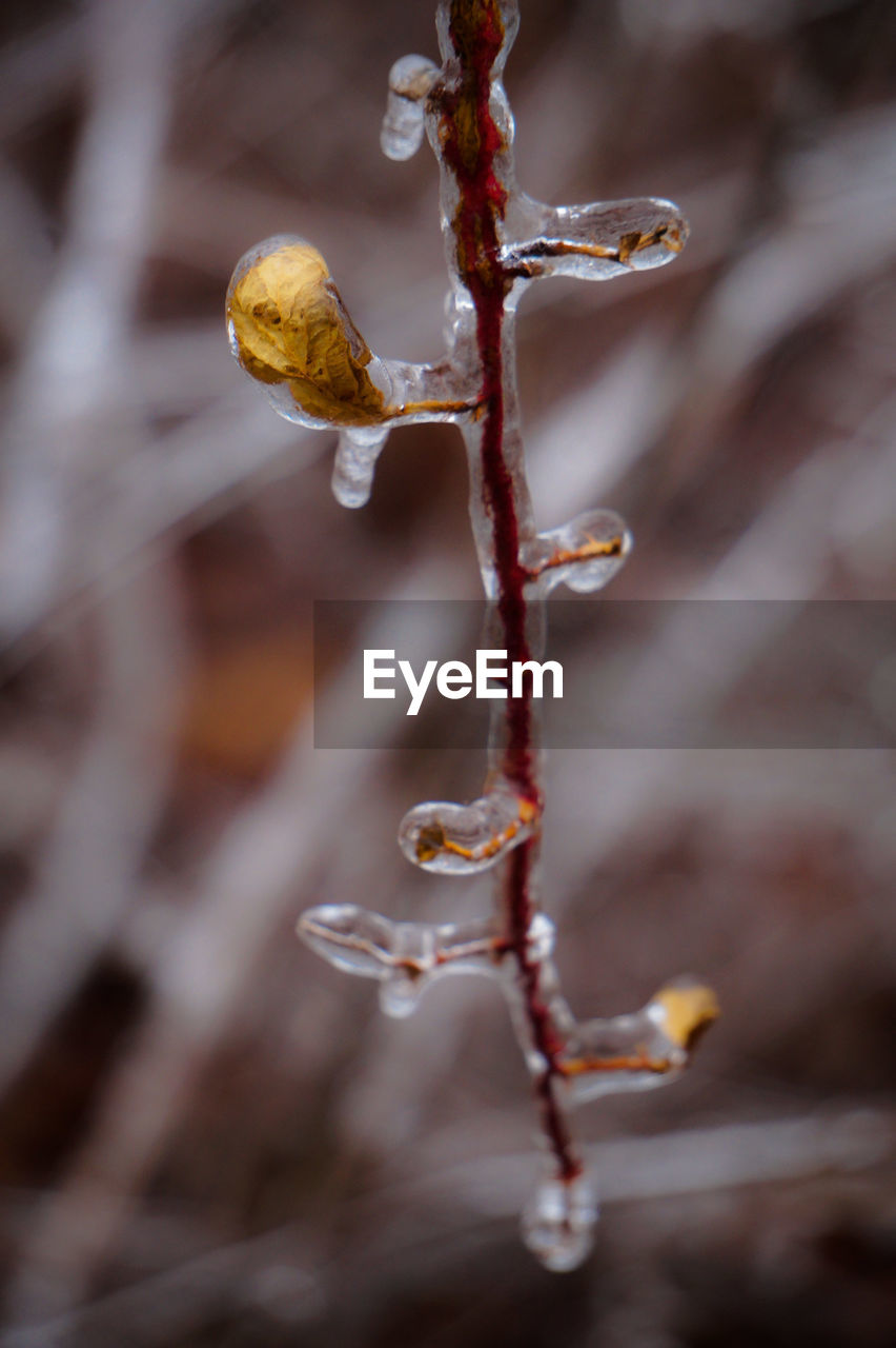 CLOSE-UP OF FROZEN SPIDER WEB ON PLANTS