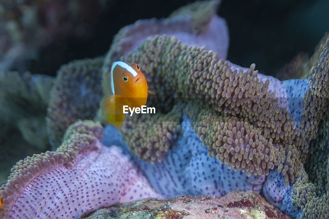 Eastern skunk anemonefish and its anemone with a color mantle, bright yellow with a white stripe 