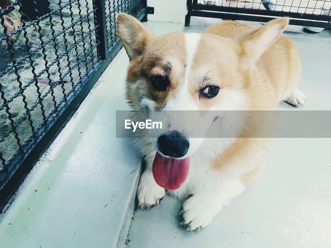 HIGH ANGLE VIEW PORTRAIT OF DOG